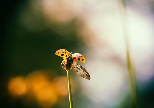 "ready to take off..." Dit lieveheersbeestje is klaar om te vliegen.