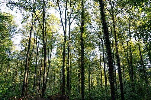 Bright morning in the forest