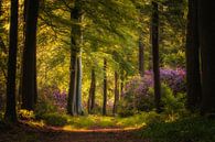 Flowering rhododendrons in the fairytale forest by Moetwil en van Dijk - Fotografie thumbnail