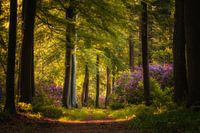 Flowering rhododendrons in the fairytale forest