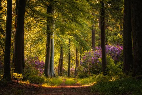 Bloeiende rododendrons in het sprookjesbos