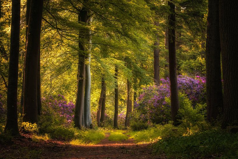 Flowering rhododendrons in the fairytale forest by Moetwil en van Dijk - Fotografie
