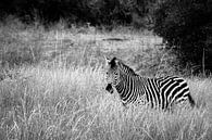Africa: Grassland Zebra  van Jonathan Rusch thumbnail