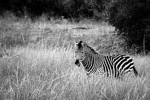 Africa: Grassland Zebra  von Jonathan Rusch