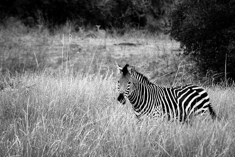 Africa: Grassland Zebra  van Jonathan Rusch