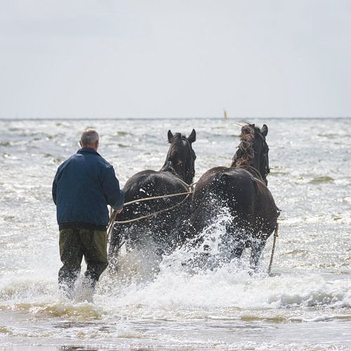 Paardenreddingsboot op Ameland