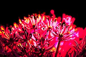 Allium