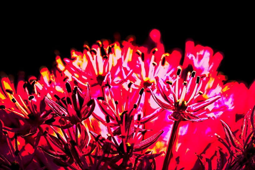 Allium von Rob Boon