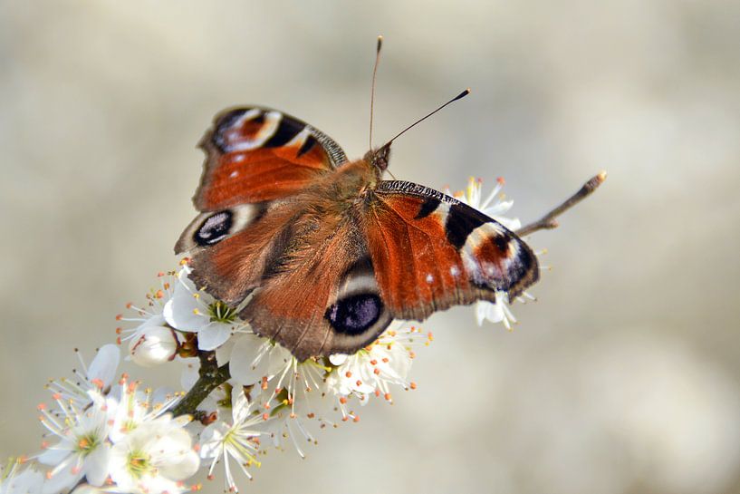 Peacock eye on spring flowers by Wiltrud Schwantz