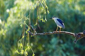 Ein Nachtreiher in den Sümpfen des Donaudeltas von Roland Brack