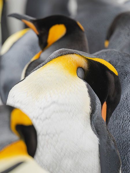 Königspinguin von Wim den Besten