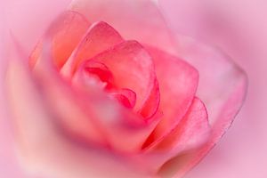 Eine schöne Nahaufnahme einer rosa Rose