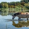 Blaauwe Kamer- zwemmend paard 01 van Cilia Brandts