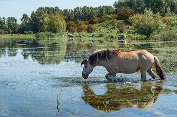 Blaauwe Kamer- zwemmend paard 01