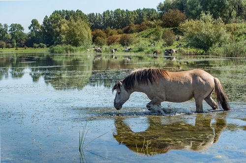 Blaauwe Kamer- zwemmend paard 01