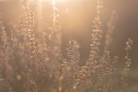 heide in het ochtendlicht van Tania Perneel