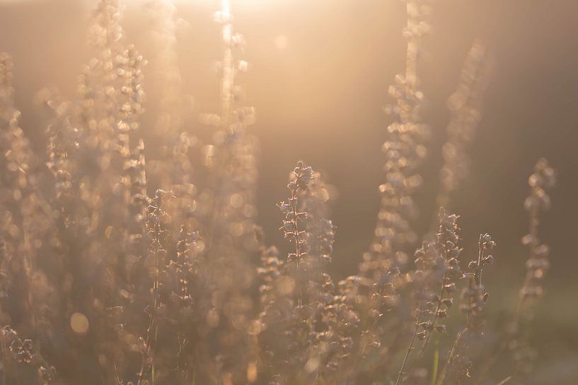 la lande dans la lumière du matin par Tania Perneel