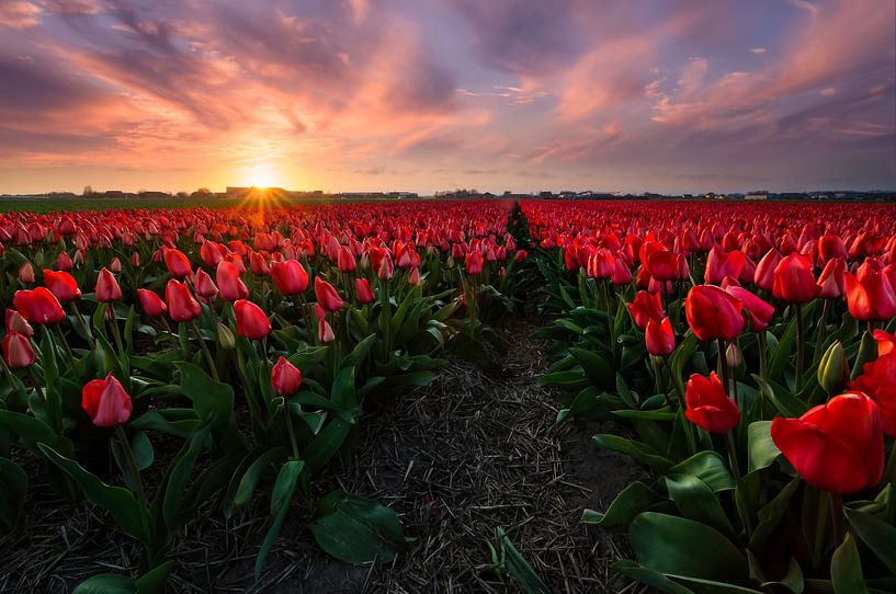 Perennial Red by Martijn van der Nat