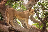 Boomklimmende leeuw in Ishasha, Oeganda van Robert van Hall thumbnail