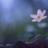 Anémone de bois dans la forêt sur Erik Veldkamp