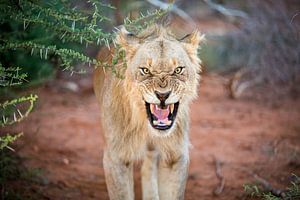 Grrr