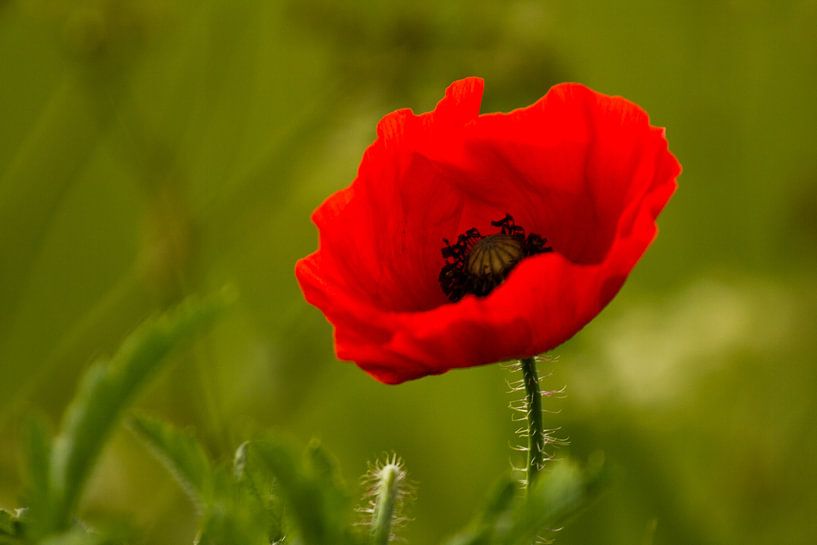 Poppy in the field by R.J. van Loon