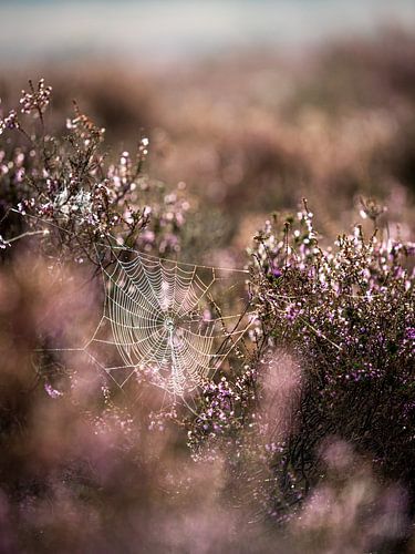 Web sight