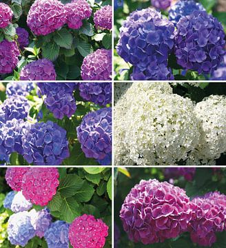 Collage Hydrangea by Inge Hogenbijl