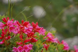 Alpenbloemen in de wei