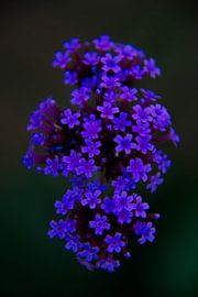 Blue flower by Frank Amez (Alstamarisphotography)