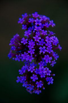 Blauwe bloem van Frank Amez (Alstamarisphotography)