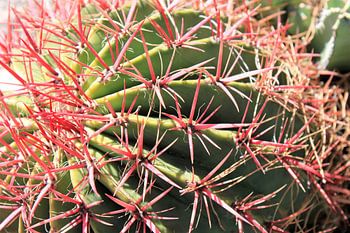Cactus à épines rouges en Sicile