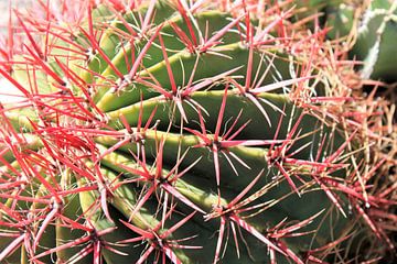 Cactus met rode stekels in Sicilië van Anna van Leeuwen