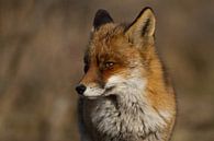 een andere portretfoto van de vos van Wesley Klijnstra thumbnail