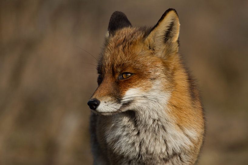 een andere portretfoto van de vos van Wesley Klijnstra