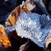 cristal de glace sur Anjo ten Kate