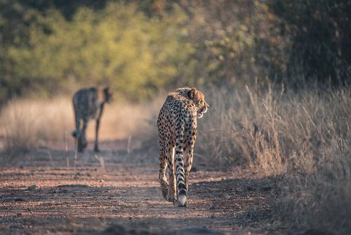 Two Brothers, One Inheritance - The Cheetahs of Leo Africa