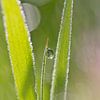 Druppel In Het Groene Gras von Ingrid Leegte