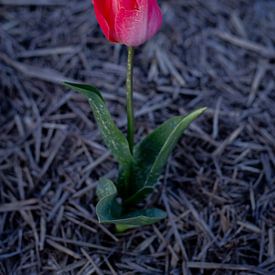tulipe sur Sebastian Stef