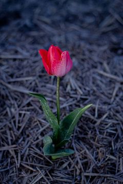 tulipe sur Sebastian Stef