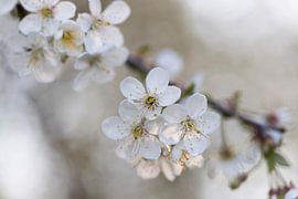 Blossom by Vera Decock