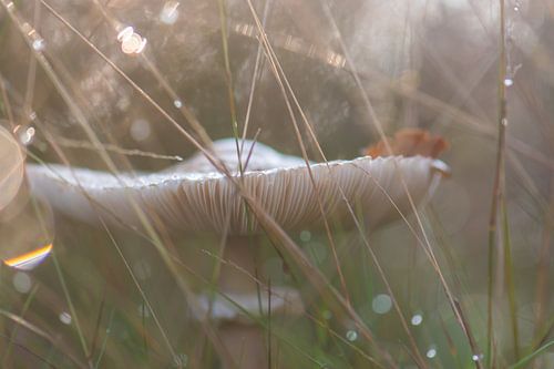 hidden between the grass