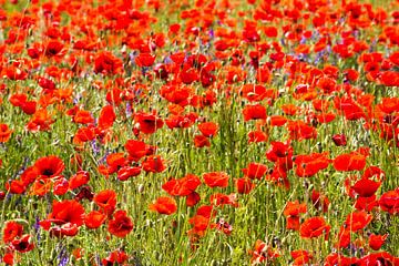 Poppyfield