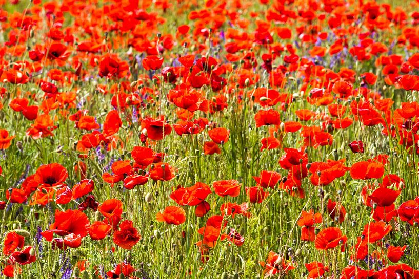 Poppyfield van Frank Herrmann