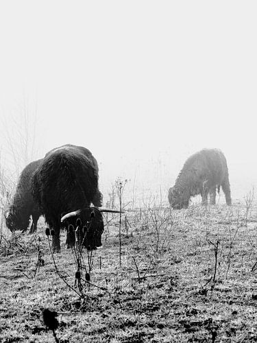 Schottische Highlander im Nebel