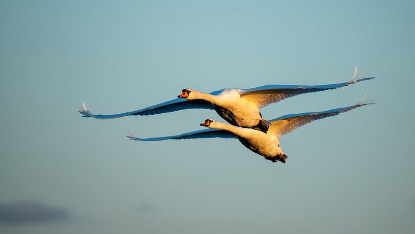 Cygnes Nature Lumière du soir par Dick van der Wilt