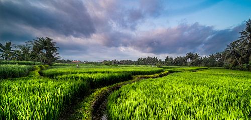 Field of Bali, rijstvelden nabij Ubud met avondlicht