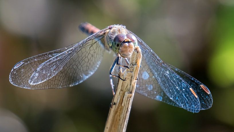 Brown-red heidelibel (dragonfly) on a bokeh background. by Gianni Argese