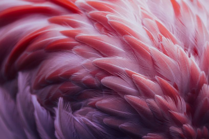 Flamingo, Angyalosi Beata by 1x