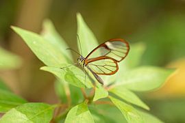glass wing butterfly by gea strucks